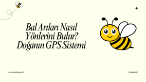 bal arıları